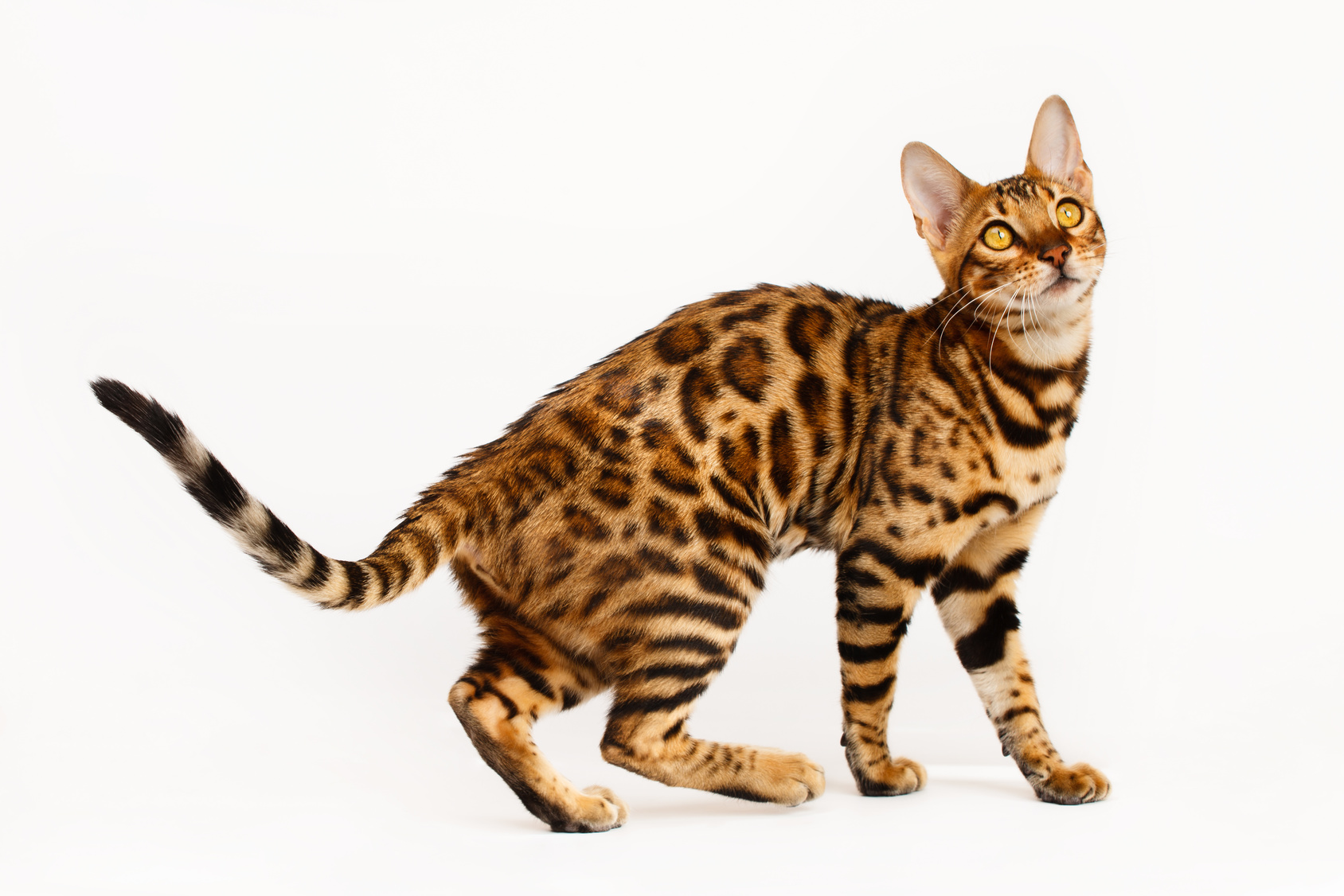 Bengal Cat Zooplus Magazine IE