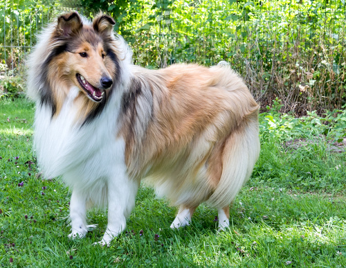 lassie dog type