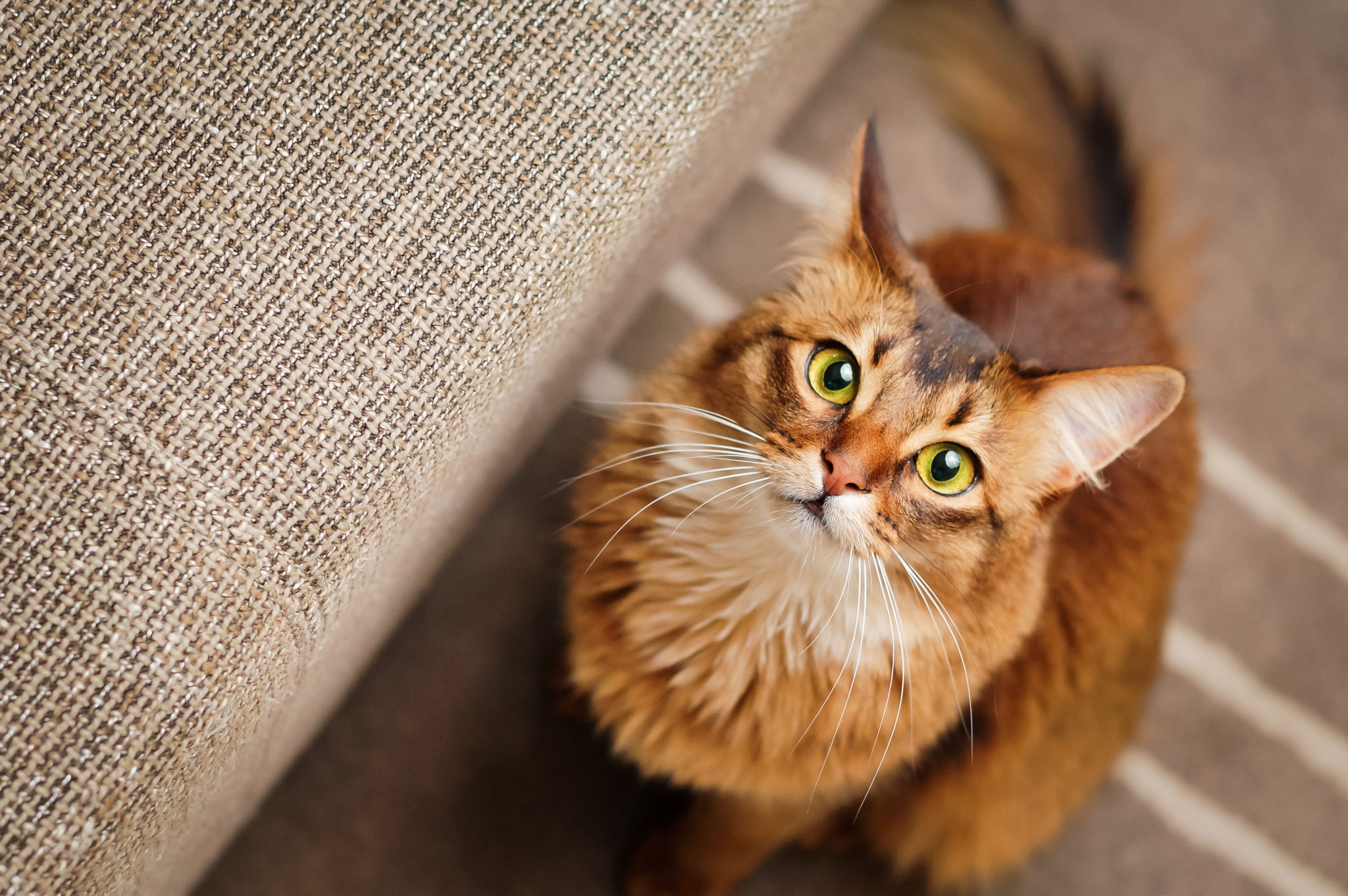 Somali Cat Looking Up