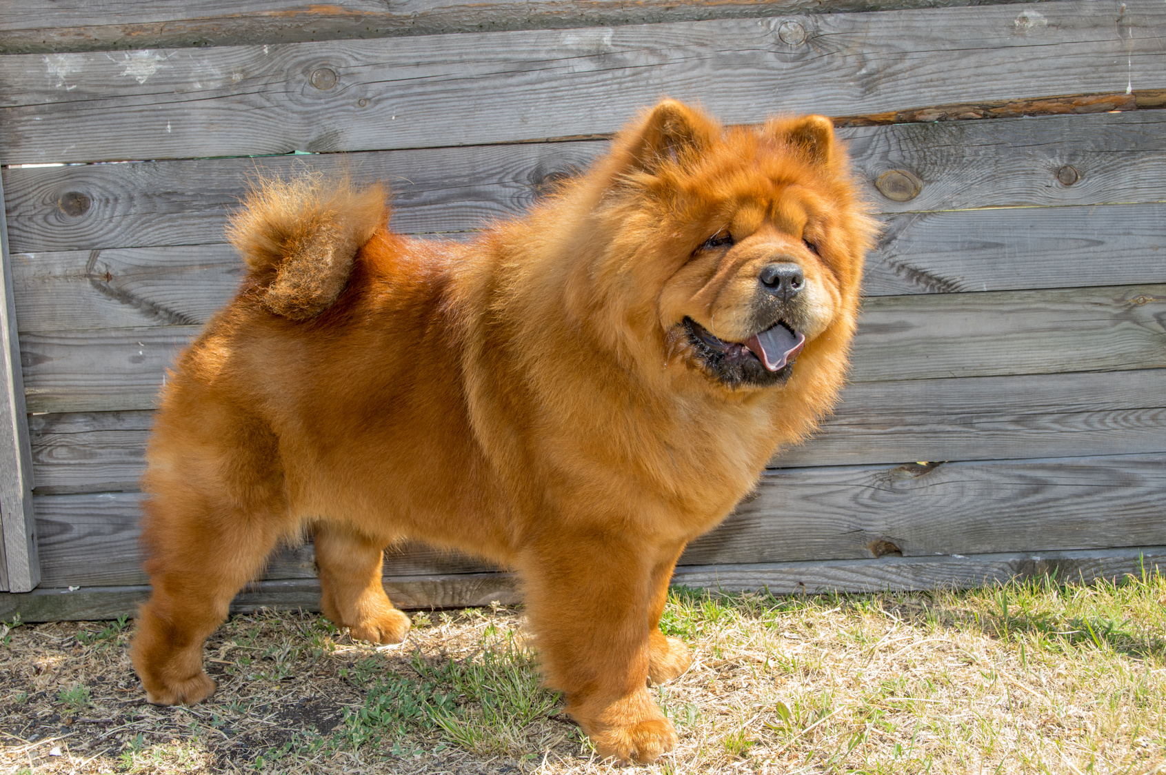 Are Chow Chows Good Guard Dogs