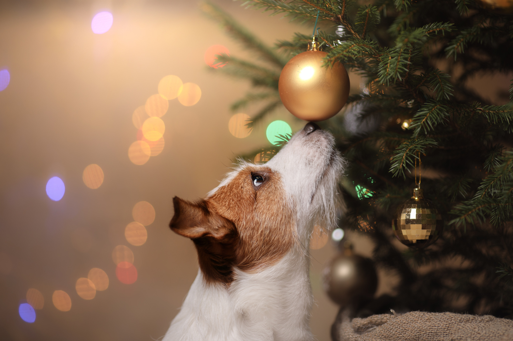 Dangers during Christmas for Dogs