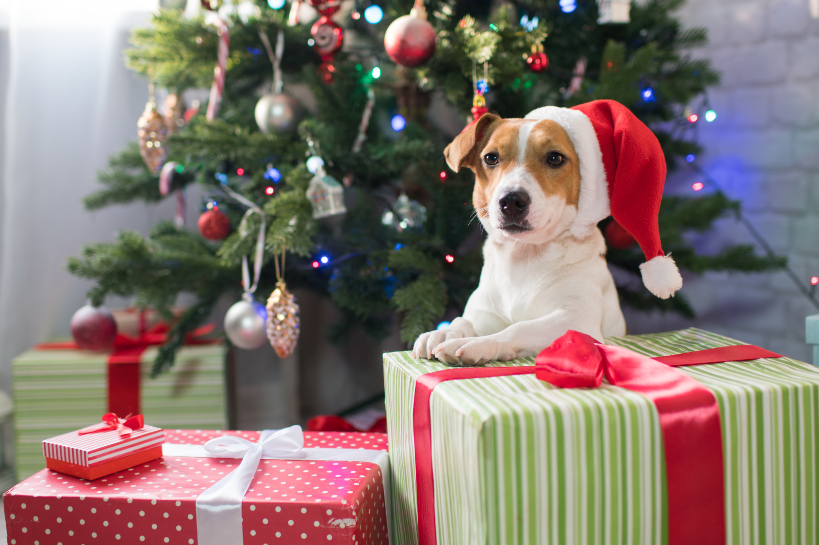 Dog with Christmas gifts