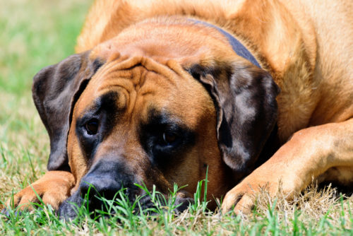 English Mastiff | zooplus Magazine Ireland