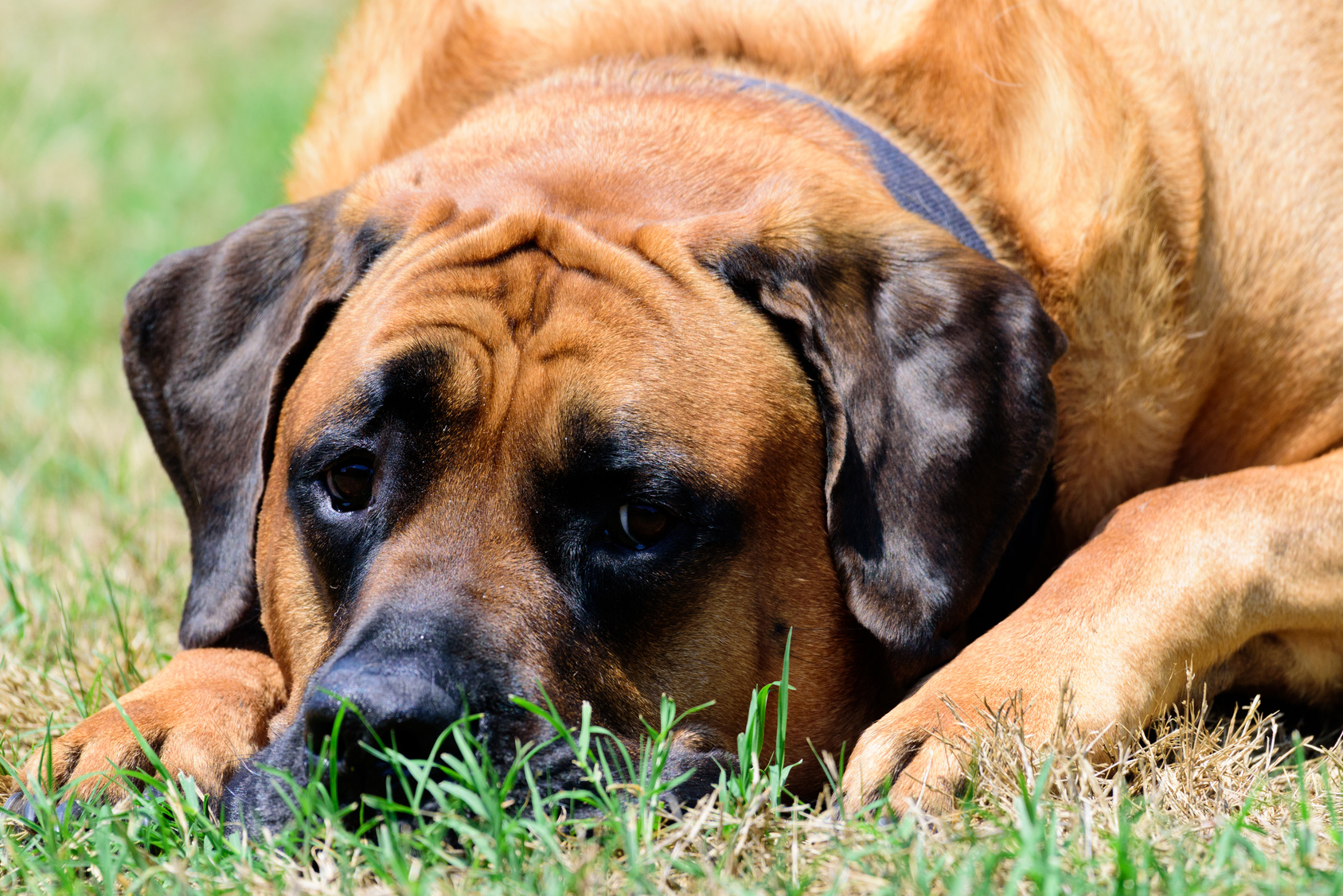 English Mastiff in Grass