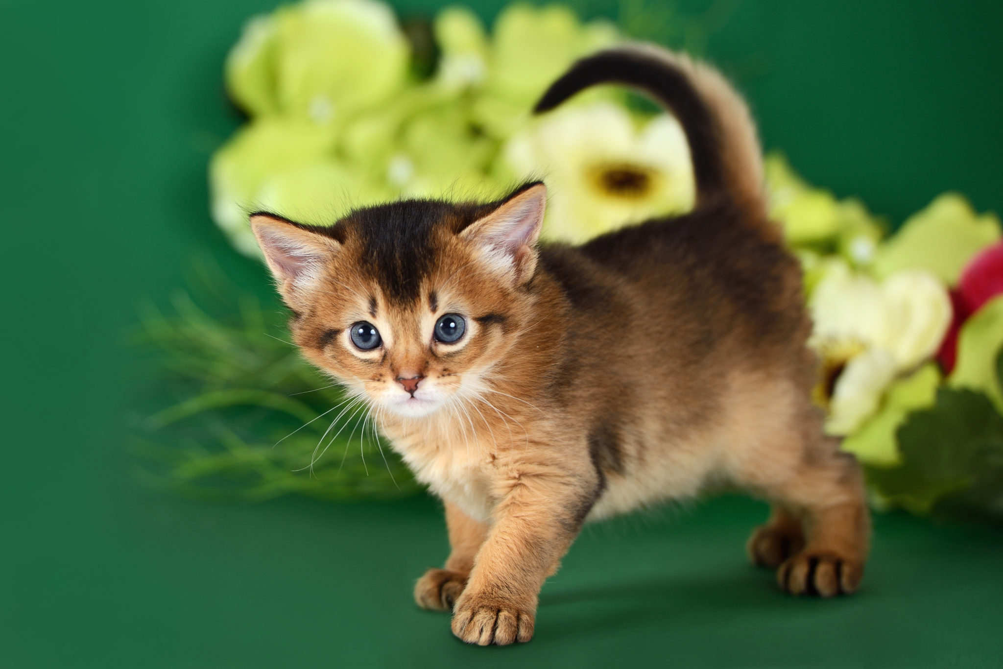 Small Somali Cat