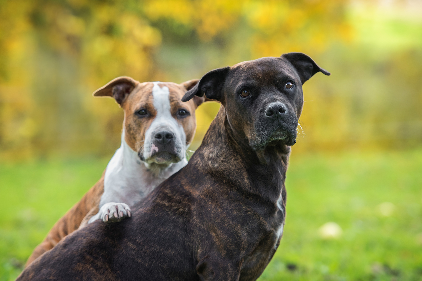 ATTACHMENT DETAILS Image filter Two-Friends-American-Staffordshire-Terrier