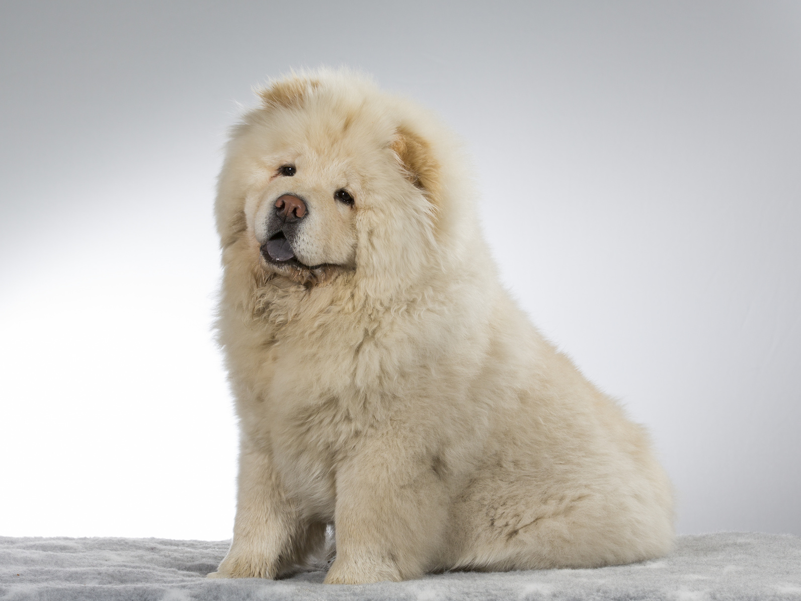 White Chow Chow Dog