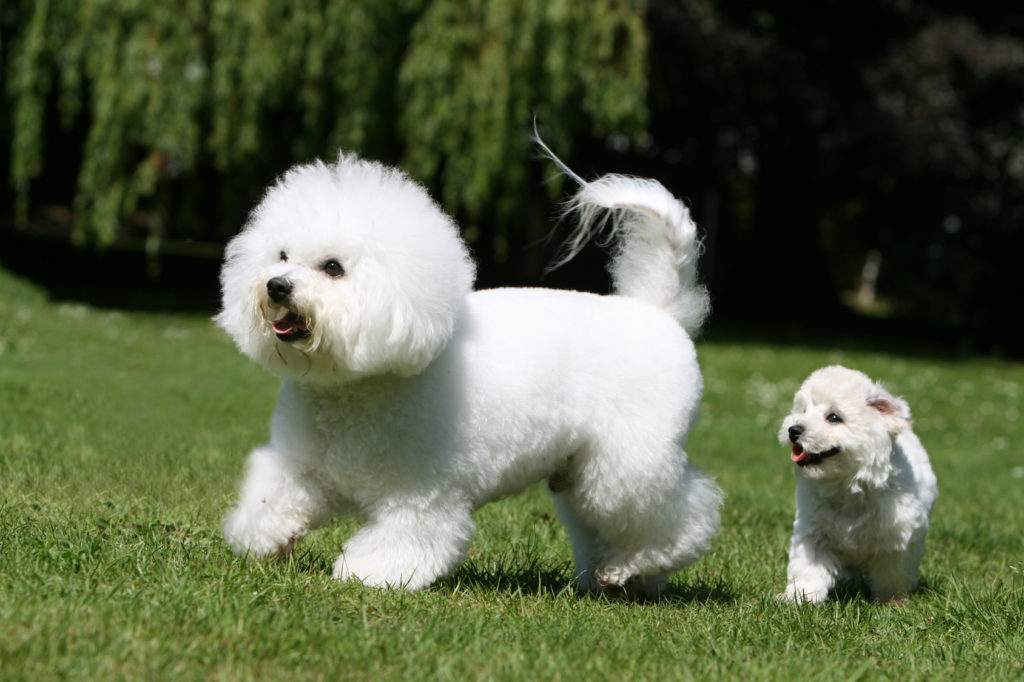 Bichon Fris zooplus Magazine IE