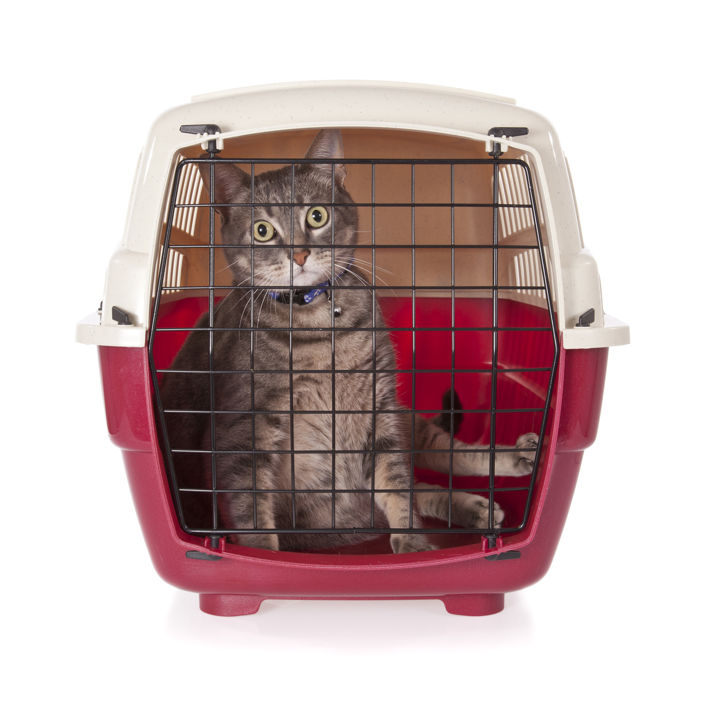 Cat in Cat Carrier