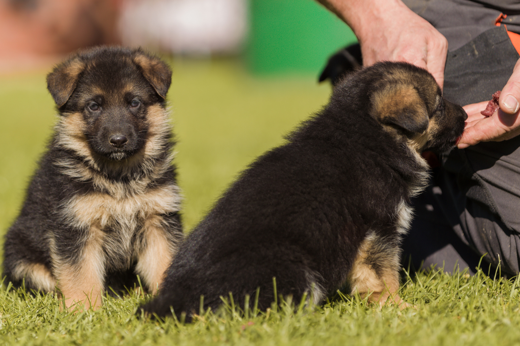 german shepherd puppies