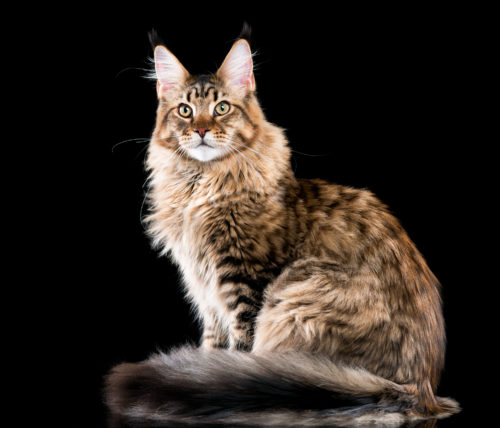 Maine Coon | Breed Info and Advice | zooplus Magazine