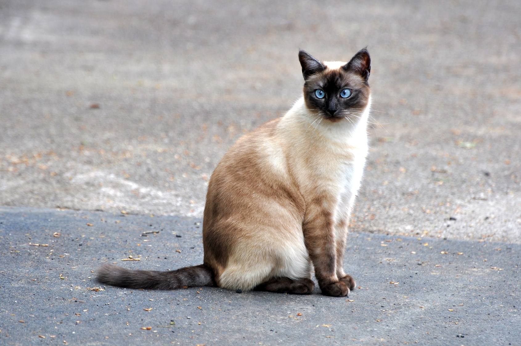 siamese cat ireland