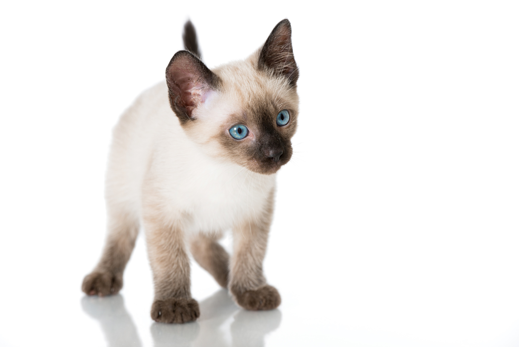 siamese kittens ireland