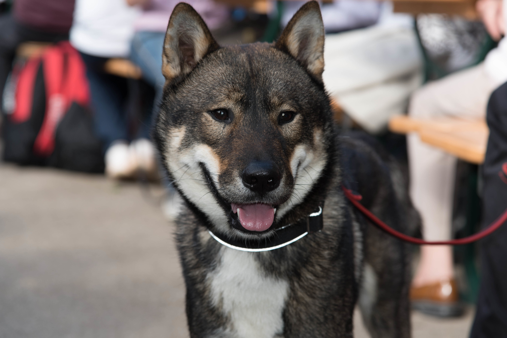 Shikoku dog frontal portrait