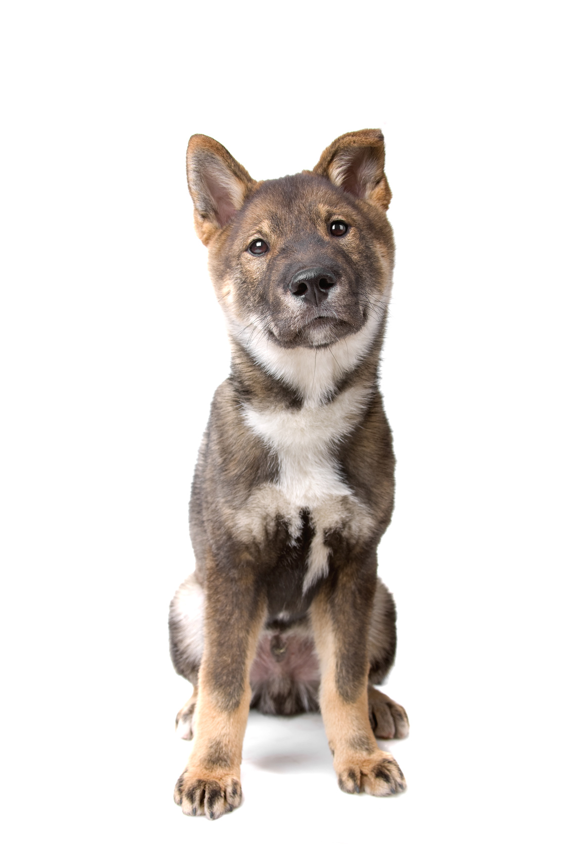 Shikoku puppy