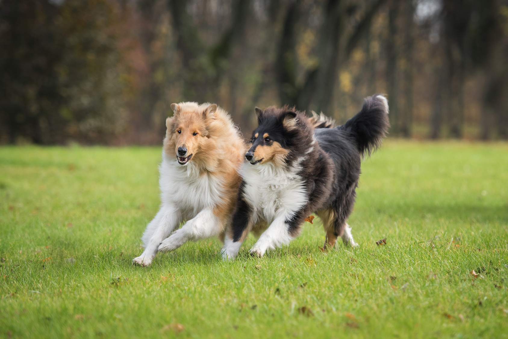 Two rough collie dogs playing and running in autumn