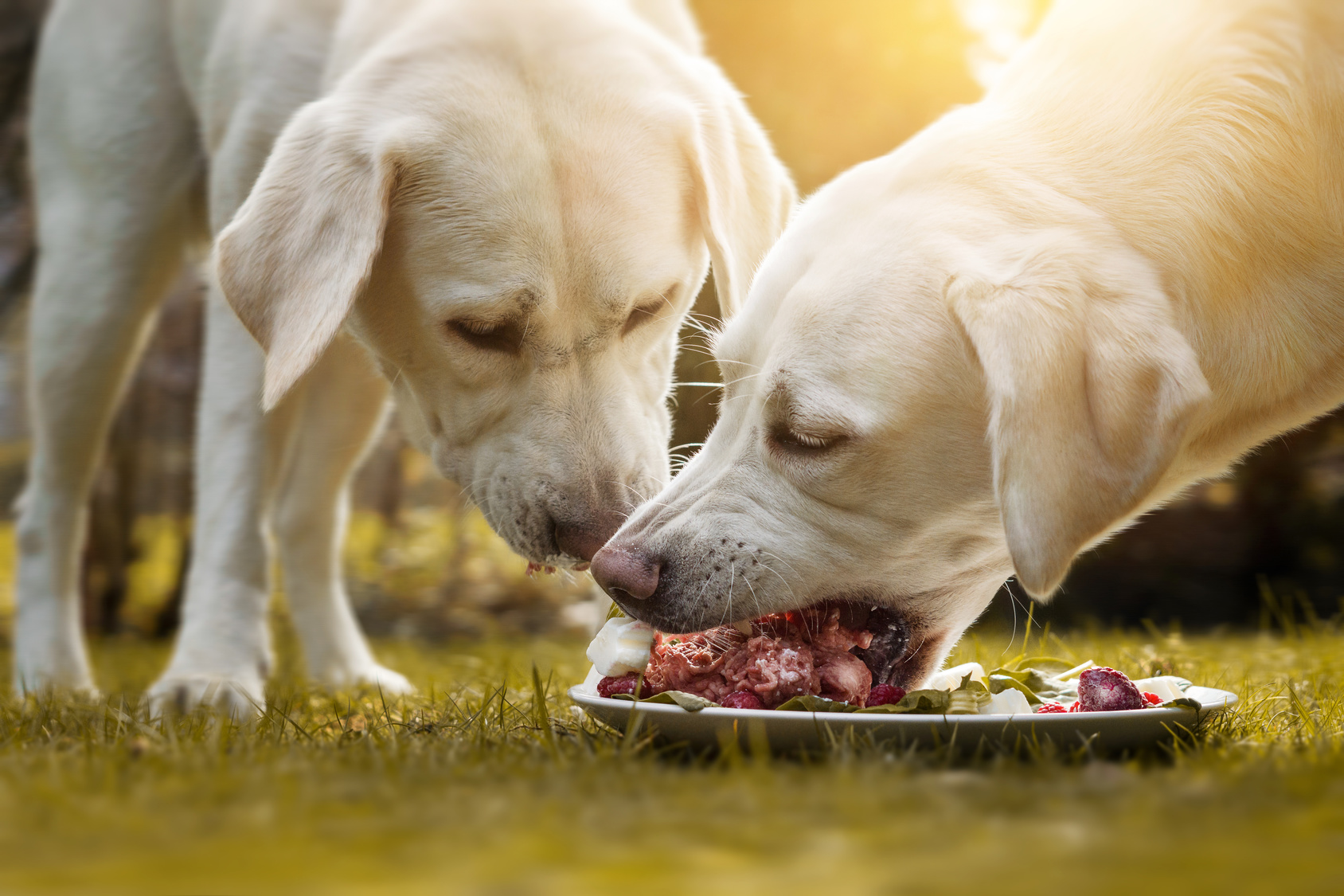 Two young labrador dogs eating raw food