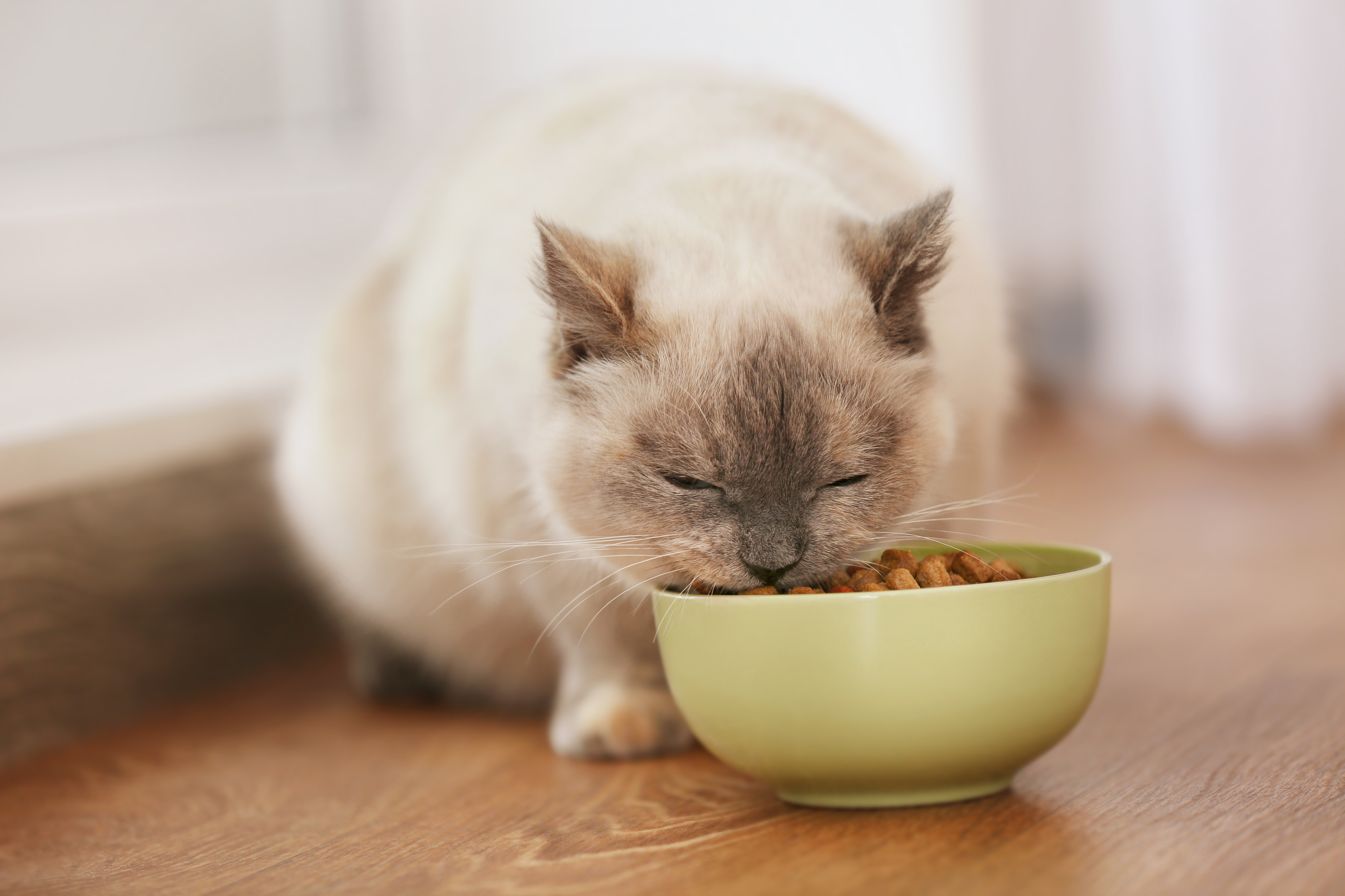 Cute shop cat dishes