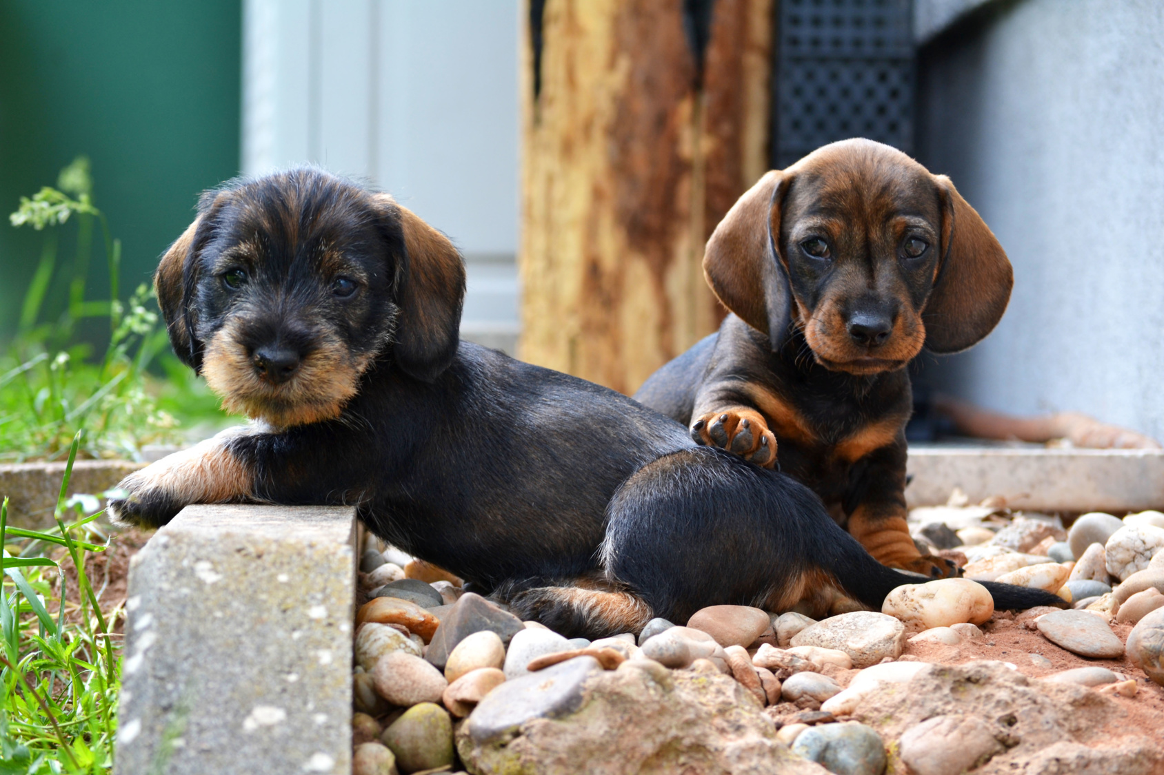 Dachshund puppy with mother dog