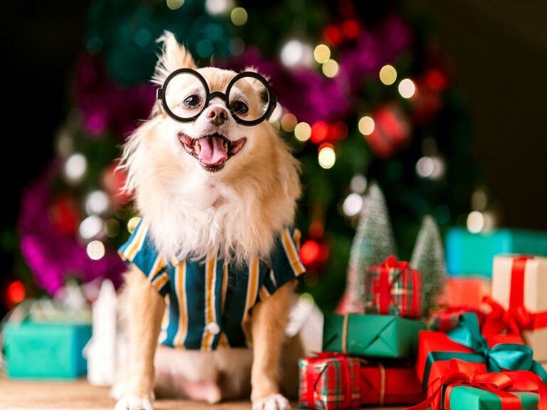 https://www.zooplus.ie/magazine/wp-content/uploads/2019/11/Christmas-presents-for-dogs-IE-768x576.jpeg
