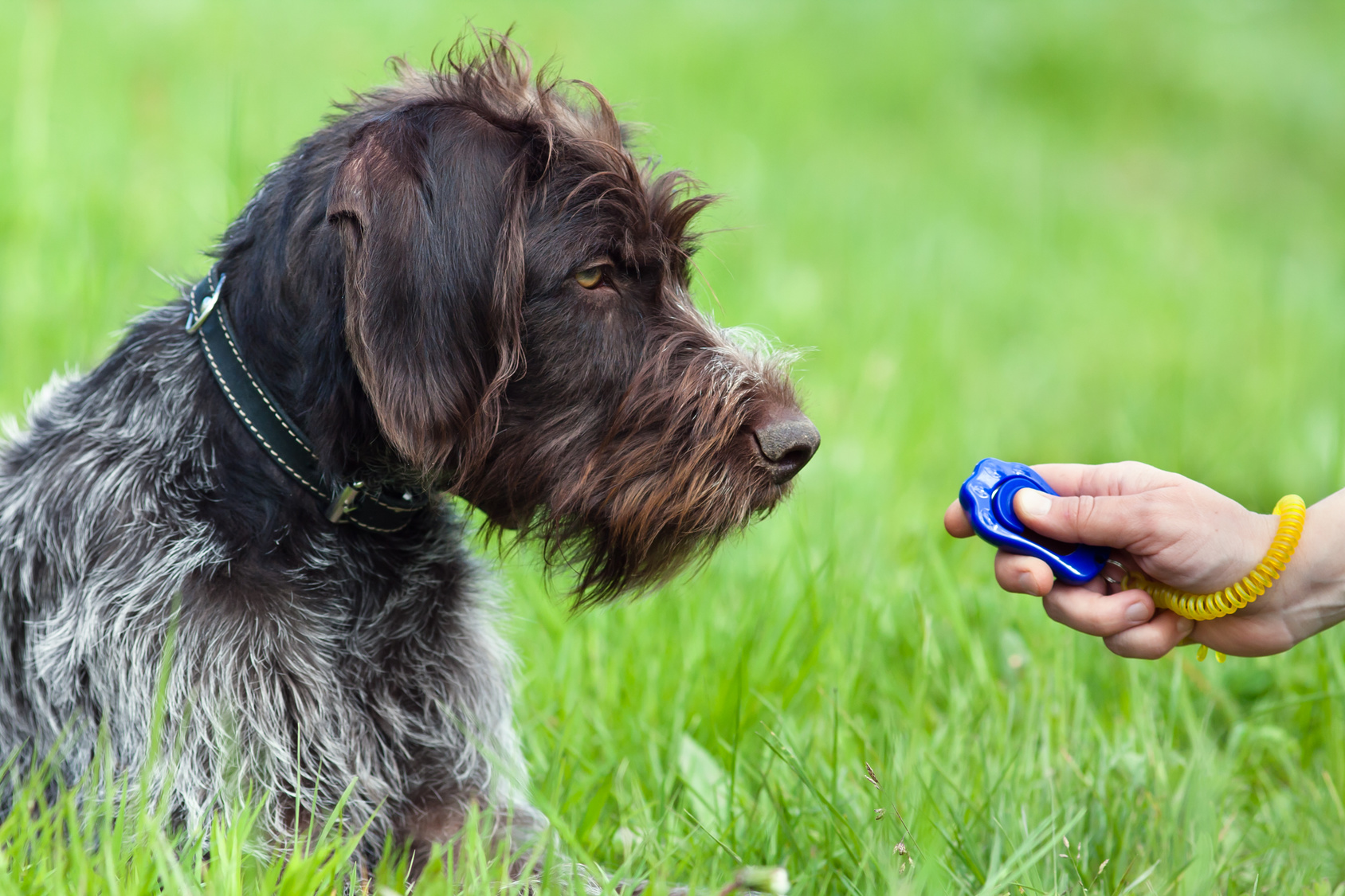 hunting dog clicker training