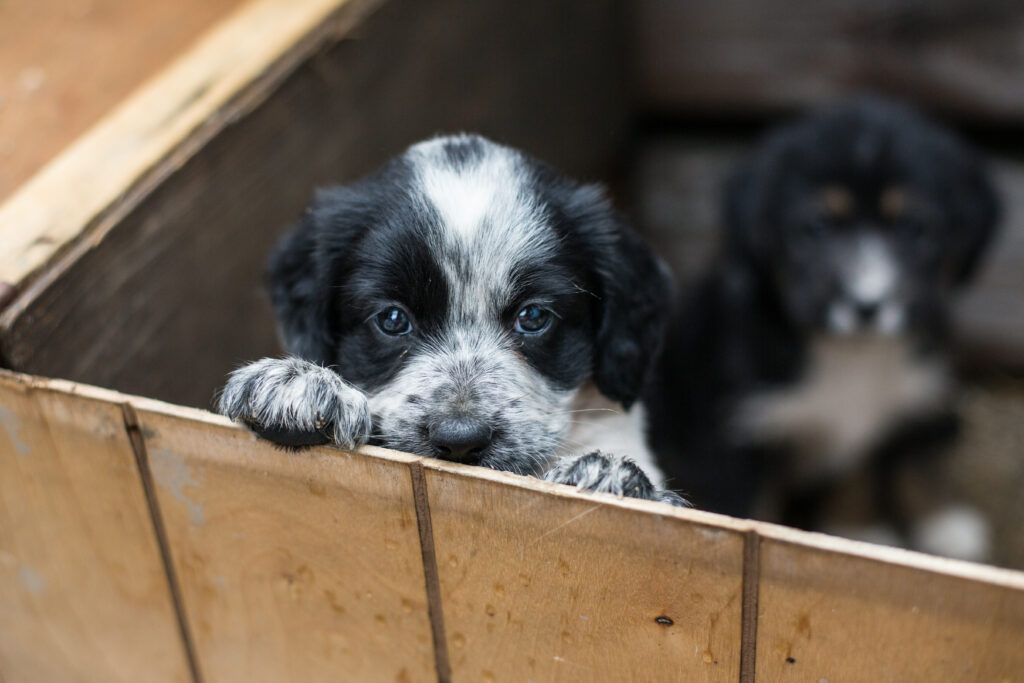 Merle dogs shop for adoption