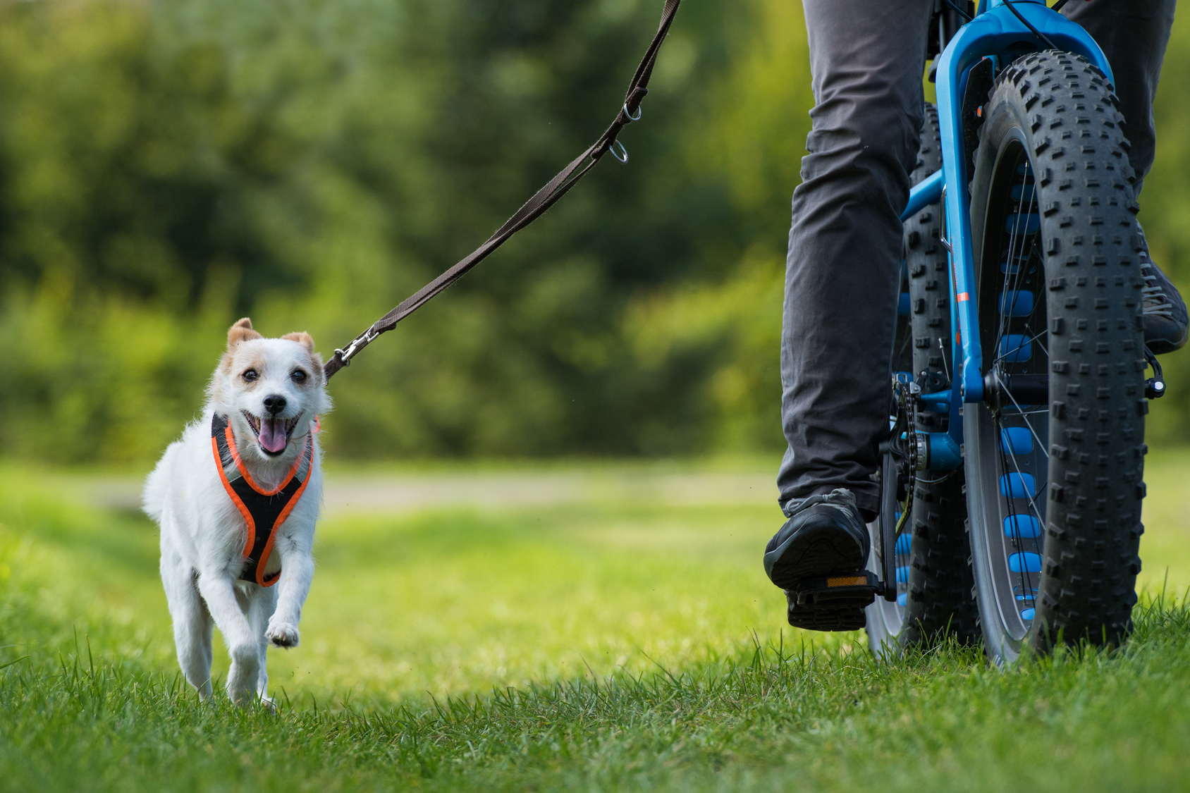 Cycling with dog