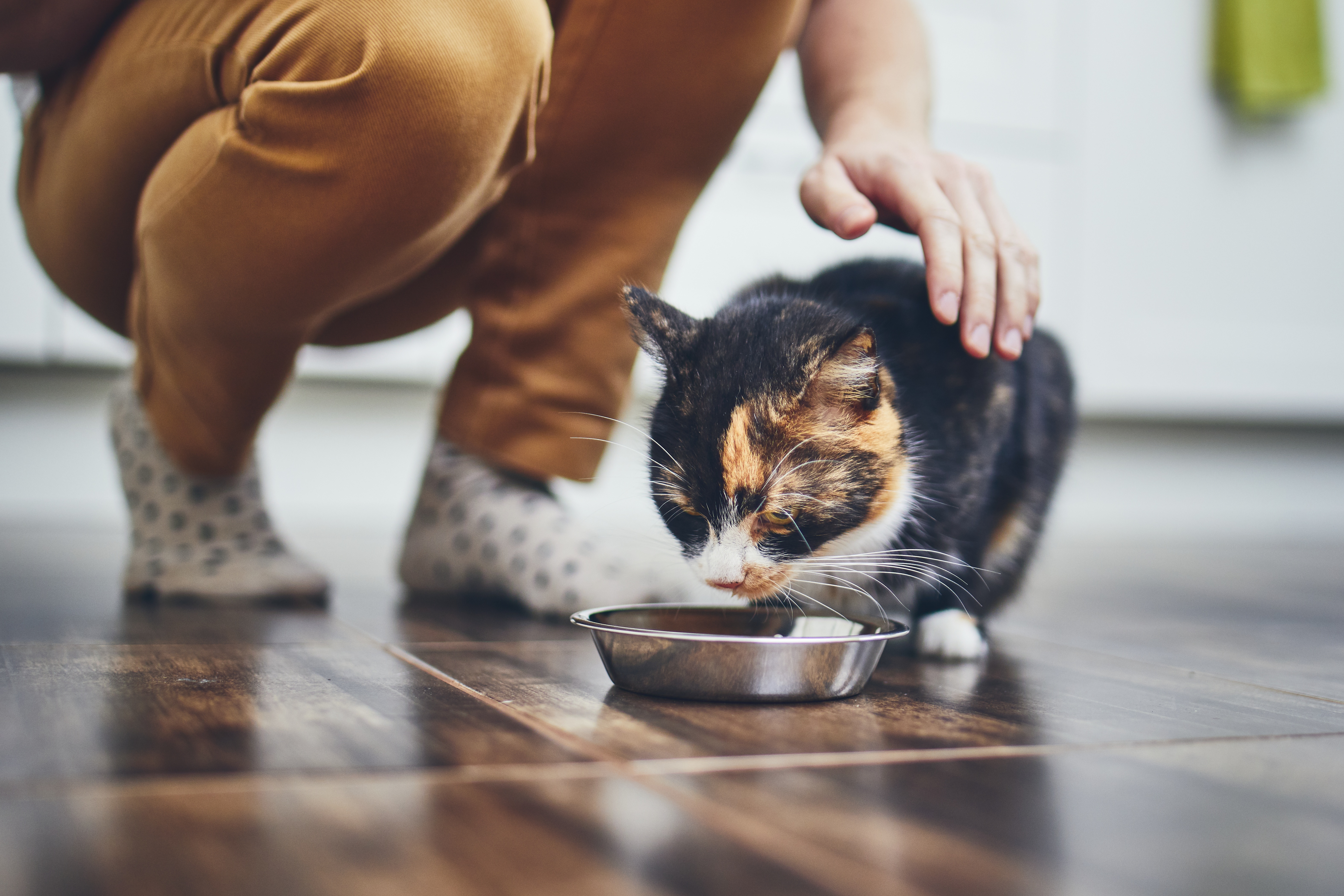 High calorie foods for cats with kidney outlet disease