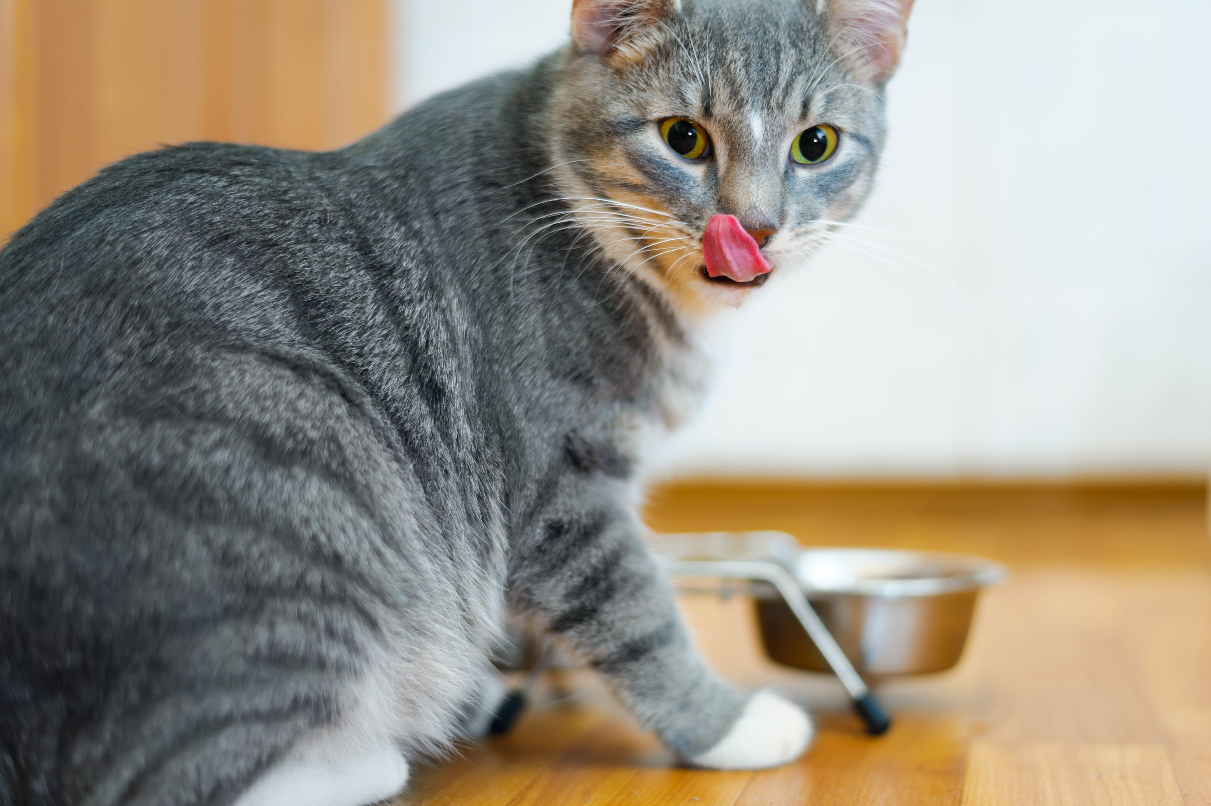 grey cat eating vet food