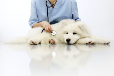 Bladder Infections (Cystitis) Affecting Dogs | zooplus Magazine