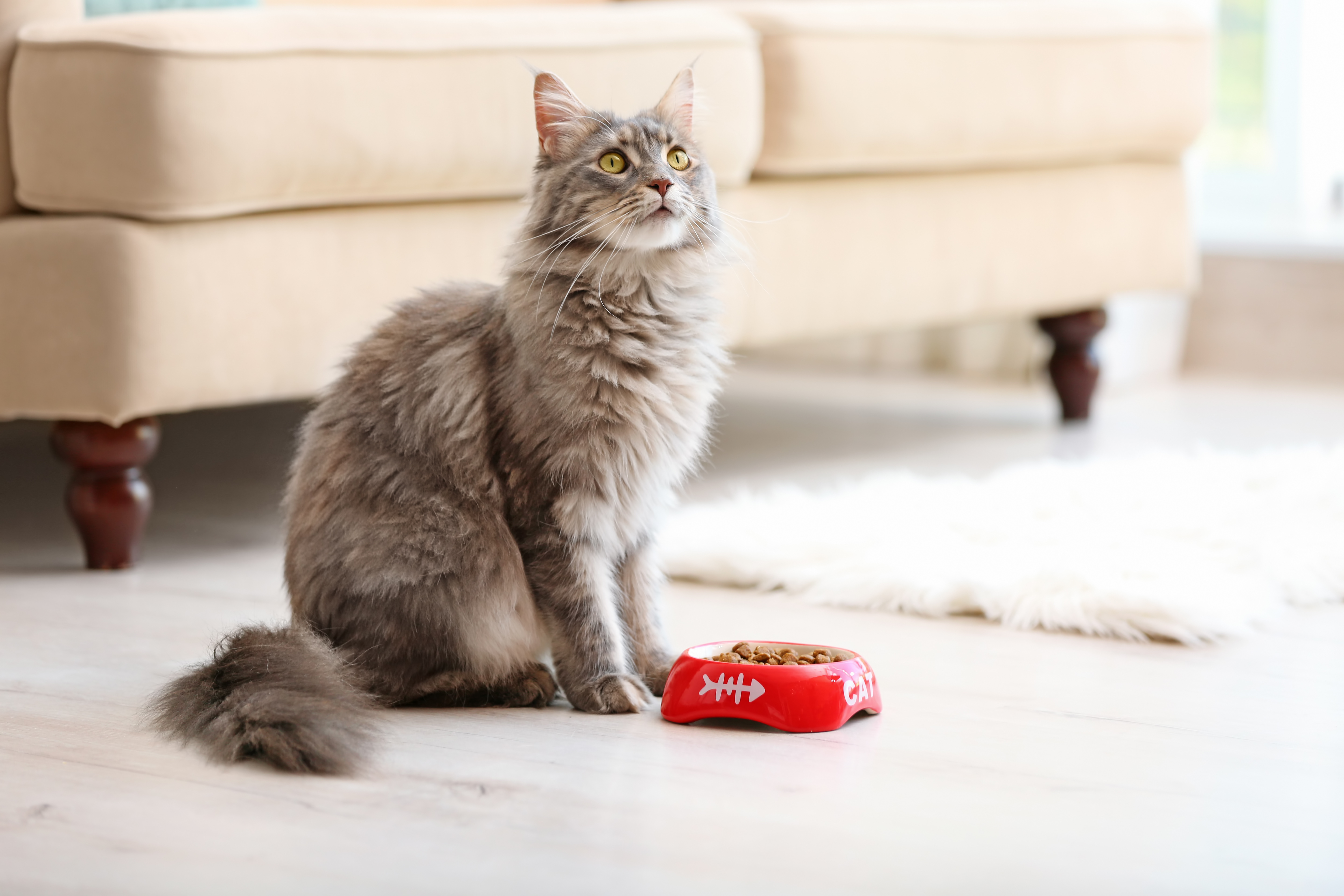 Maine Coon Cat Not Eating Food