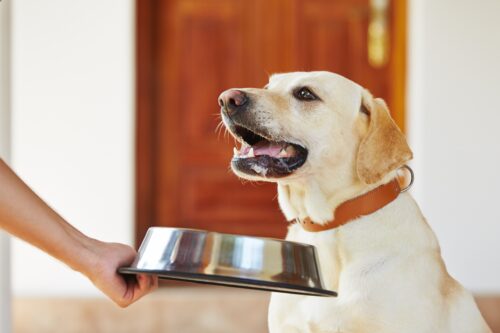 Cold-pressed dog food: pros and cons