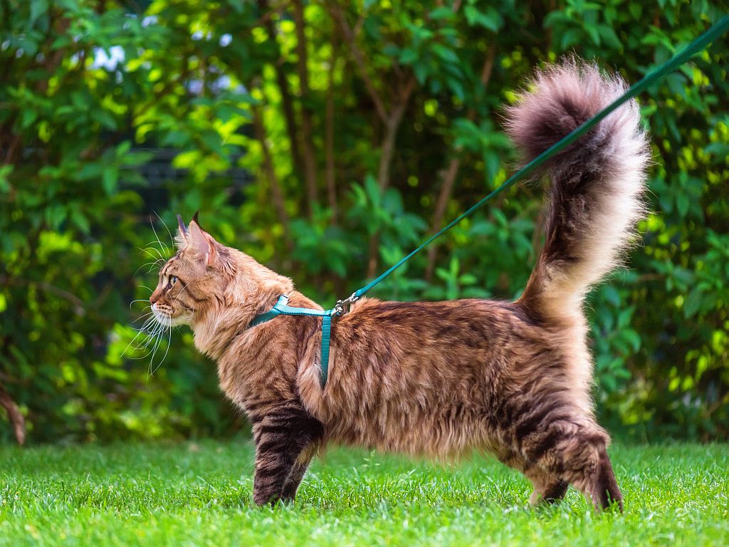 walking a cat on a lead