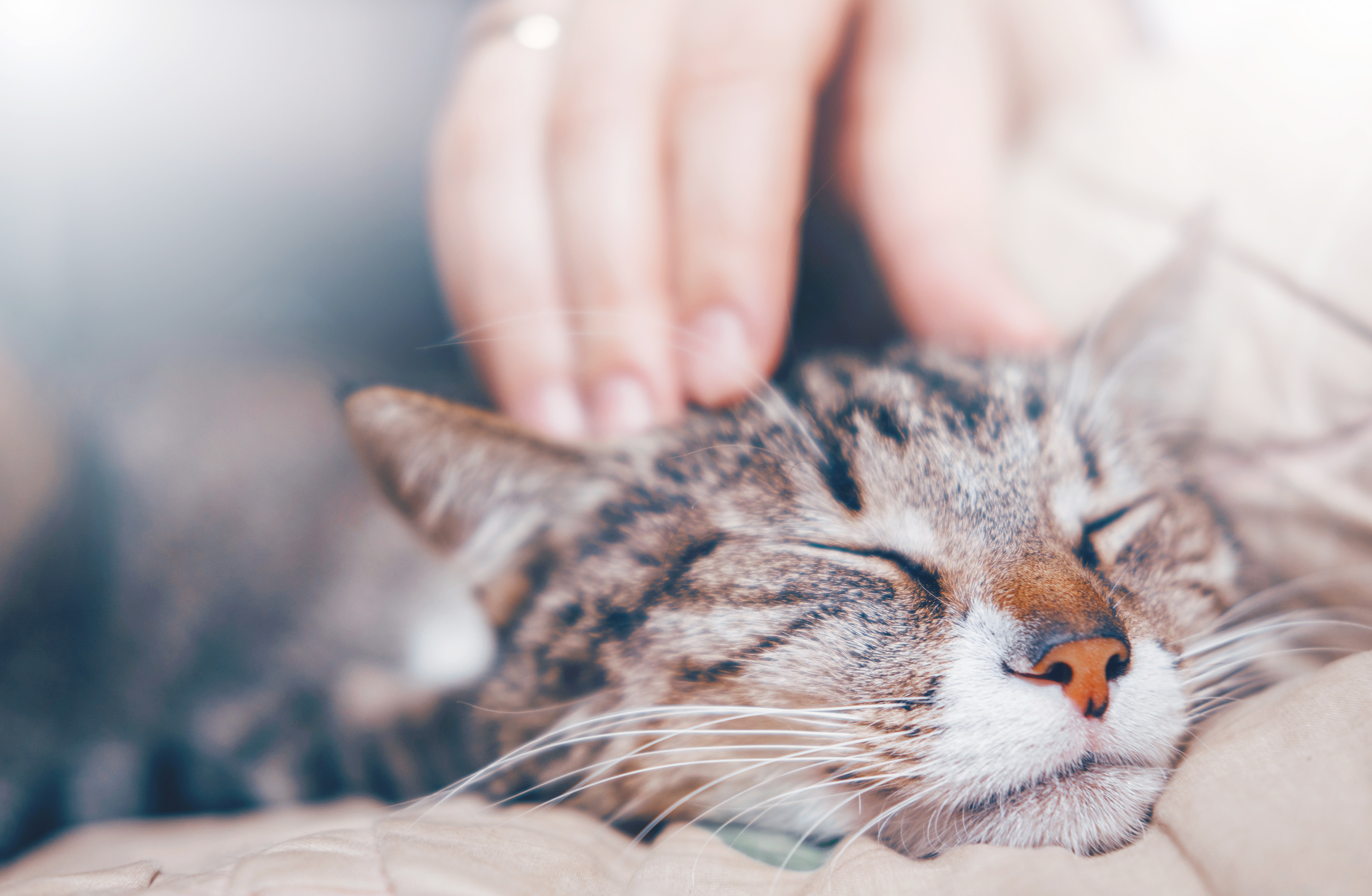 hand stroking a cat