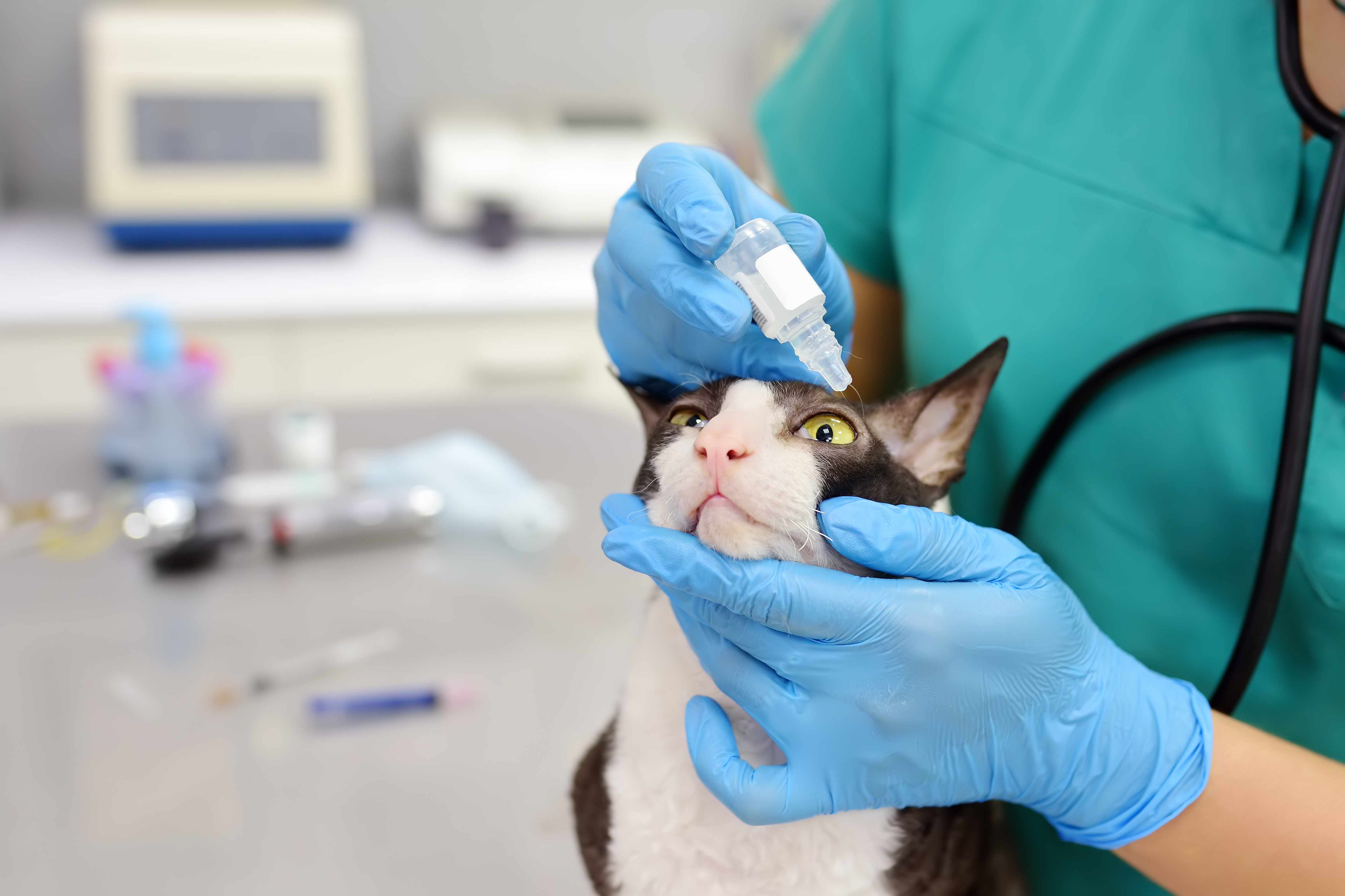 conjunctivitis in cats