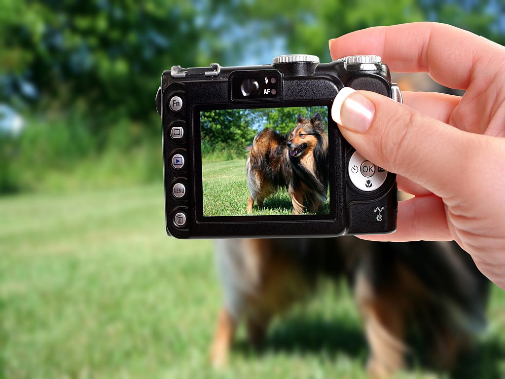 dog photo with digital camera