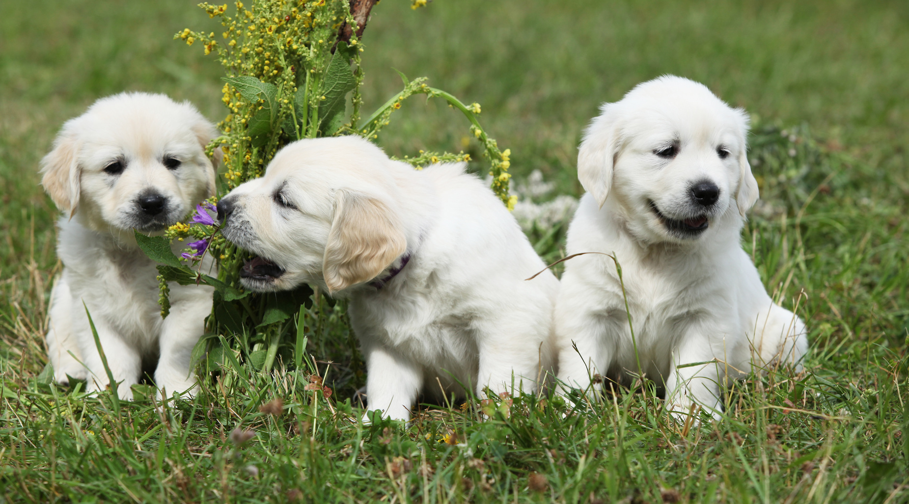 Golden retriever puppies