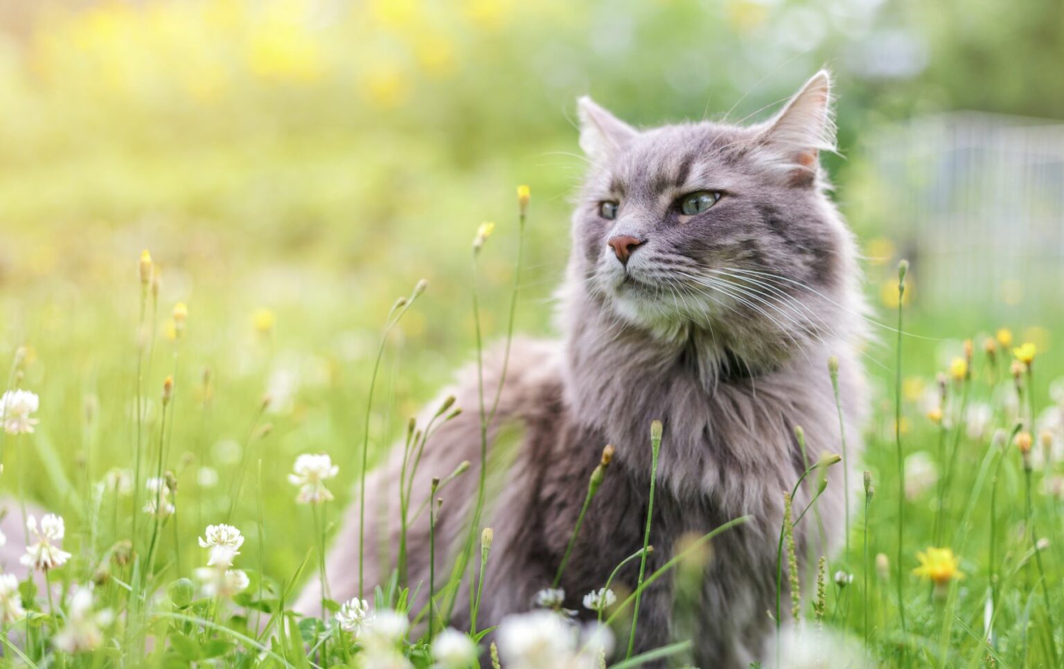 Asthma in cats | zooplus Magazine