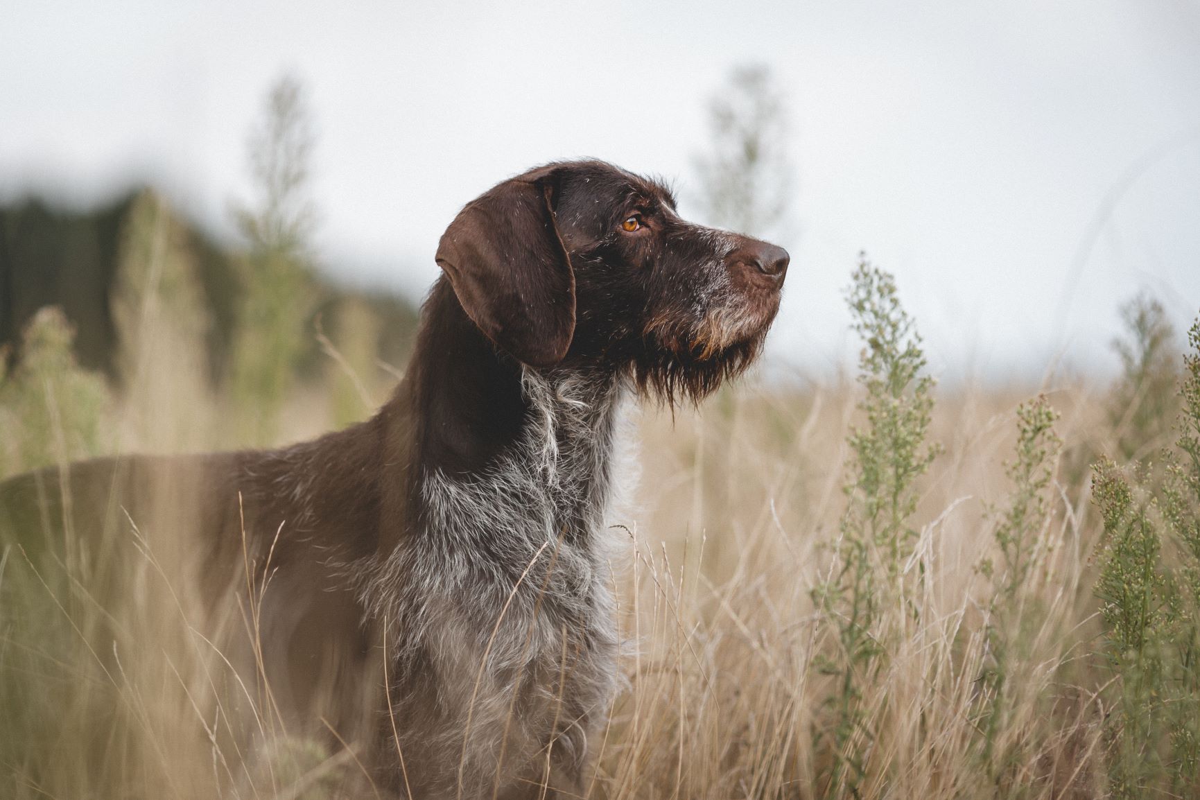 German Shorthairs vs. Wirehairs: It's not just about the coat