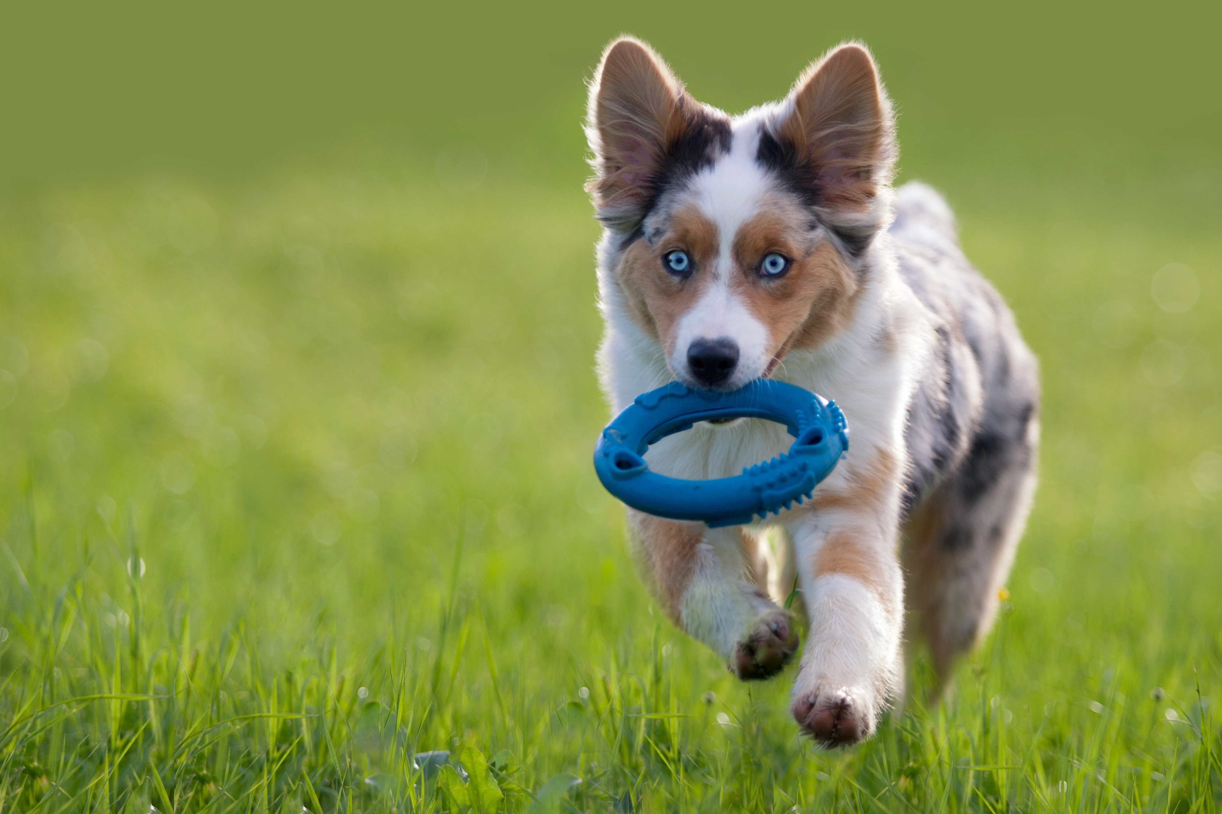 Puppy Play Group: Learning for Life Through Play | zooplus Magazine