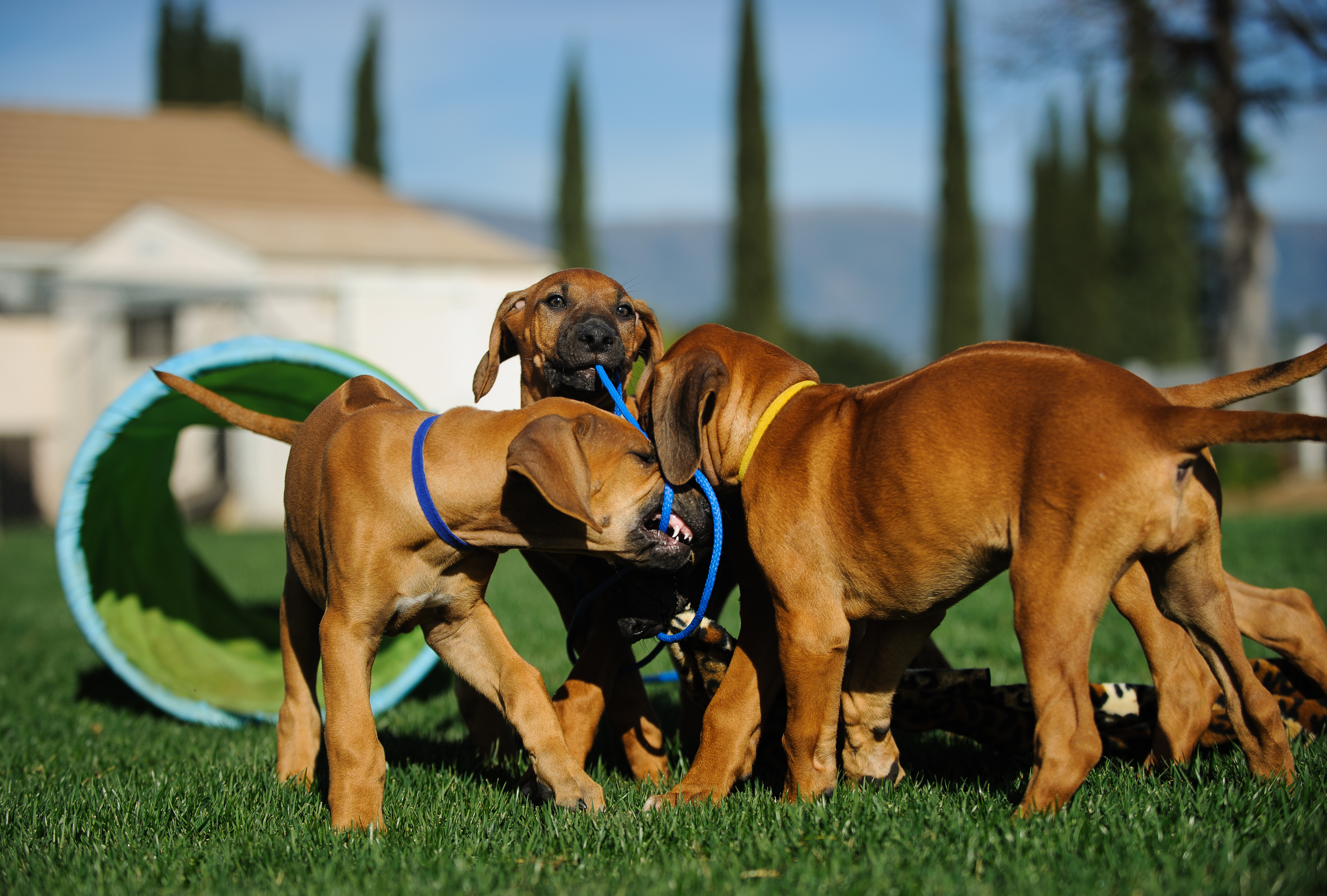 Puppy Play Group: Learning for Life Through Play | zooplus Magazine