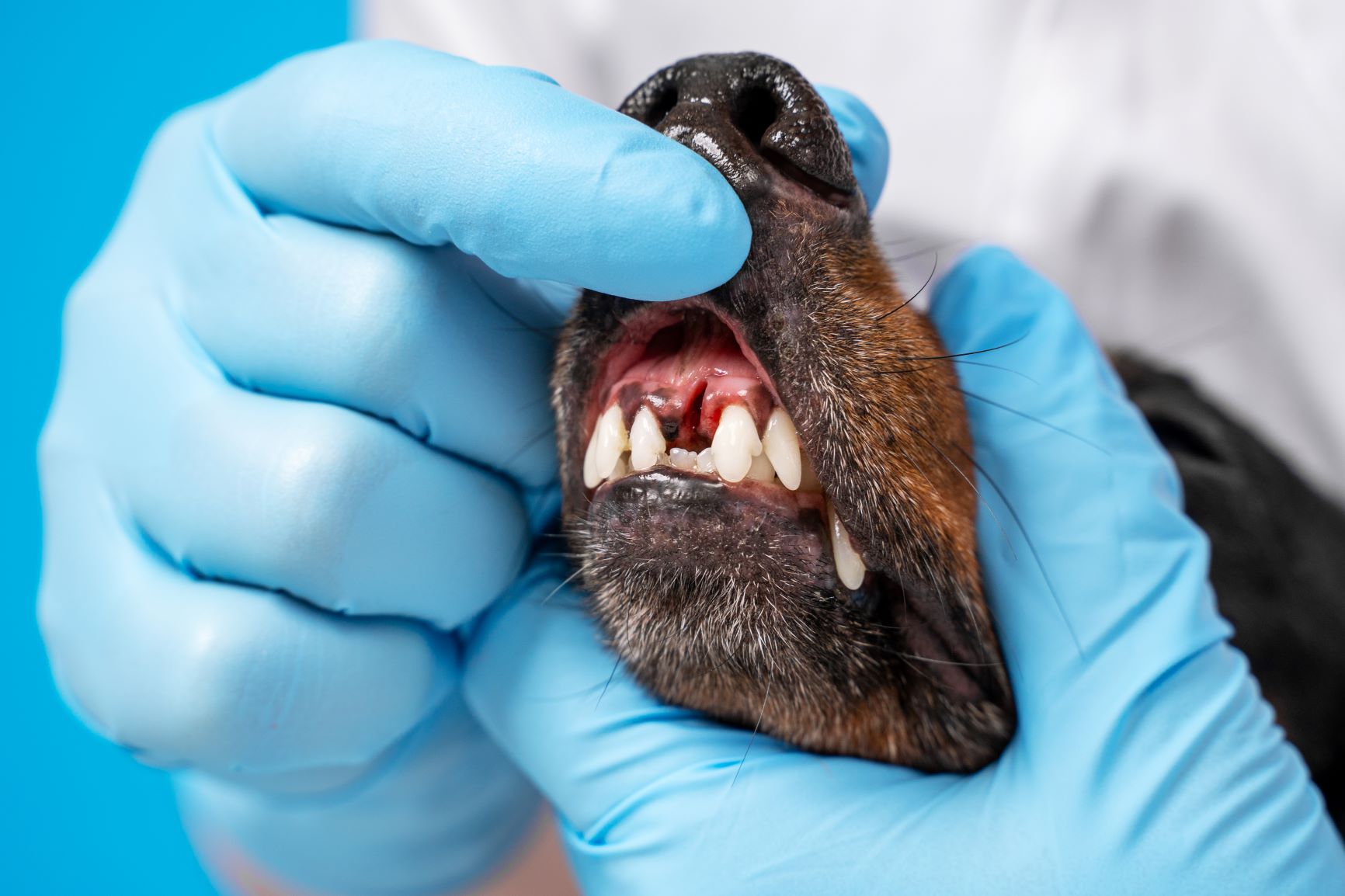 vet examining dog's teeth