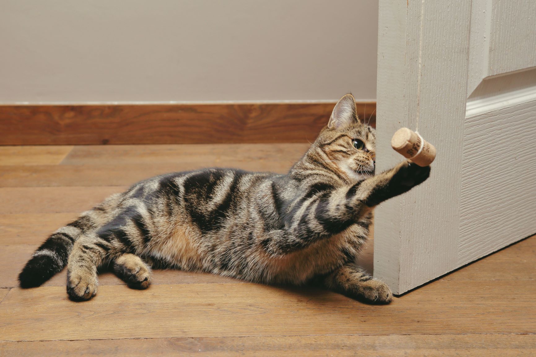 cat playing with wine cork