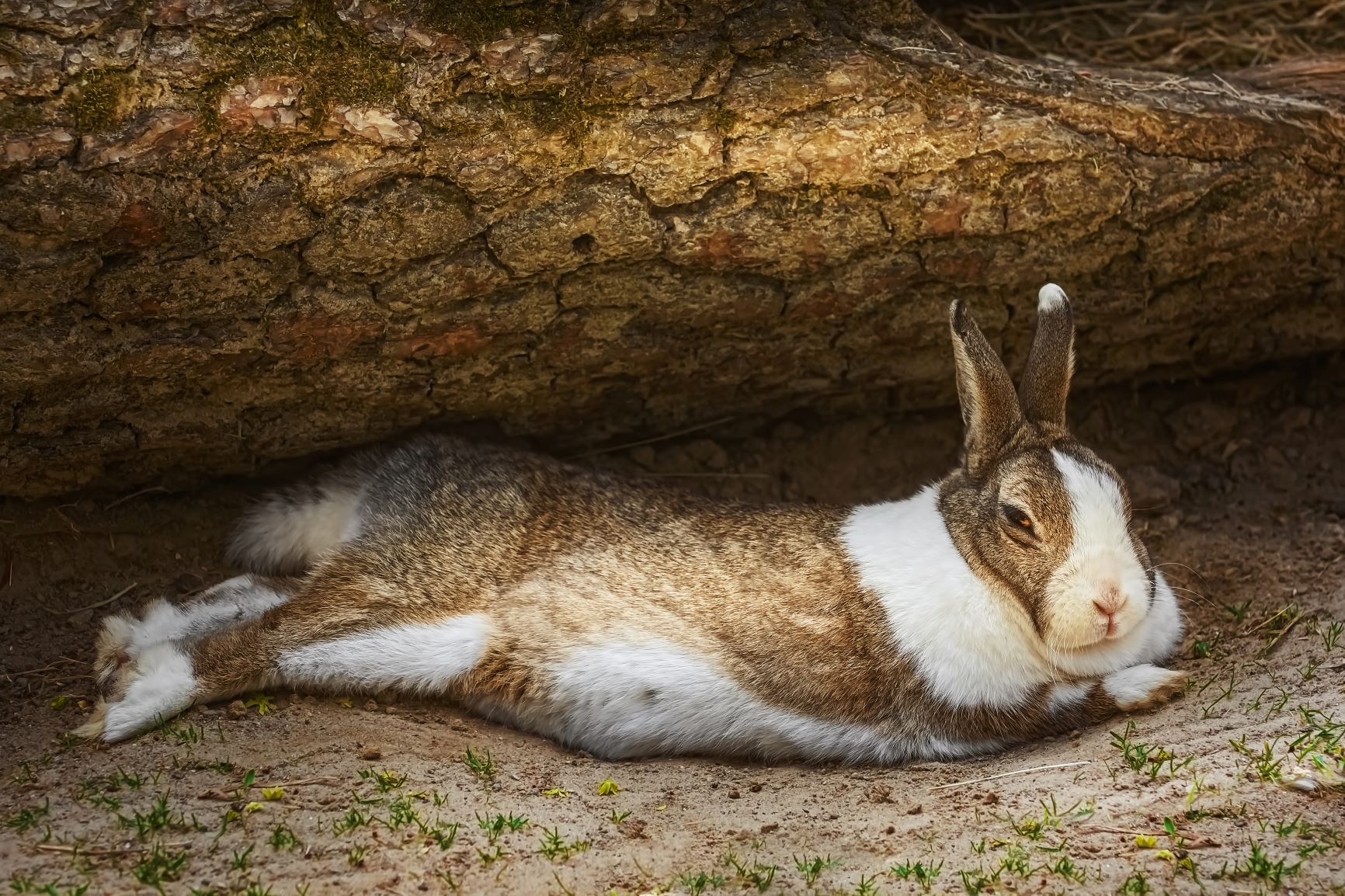 Rabbit with meteorism lies on its side.