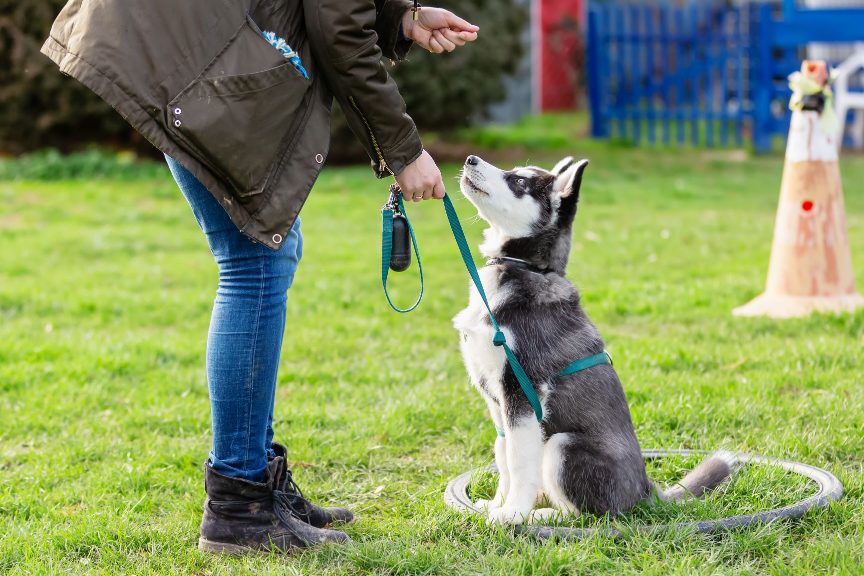 young dog training