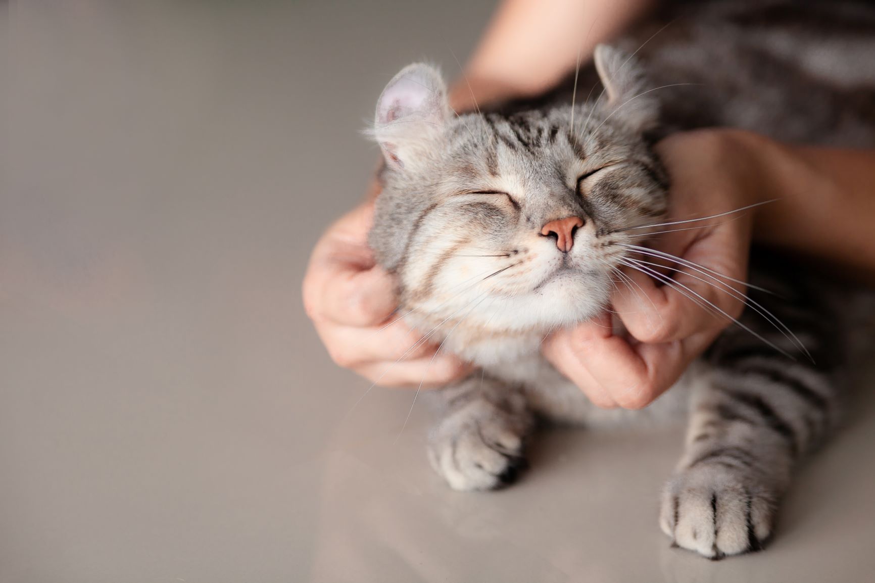 valentines day cat treats