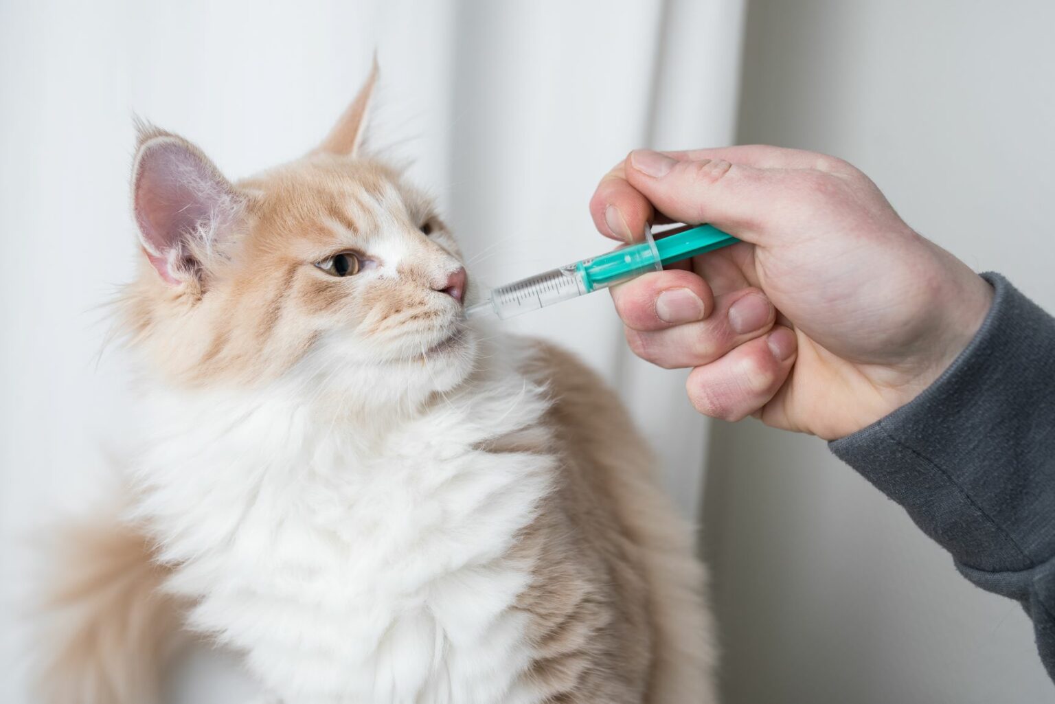 Giving cats tablets Tricks to make it work zooplus Magazine