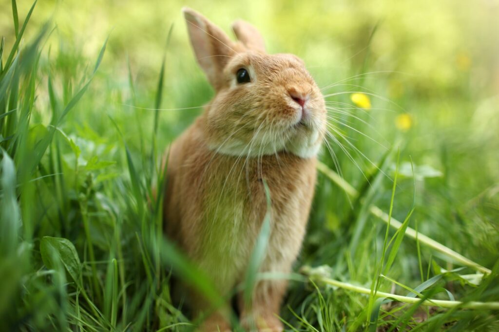 Outdoor bunnies in clearance winter