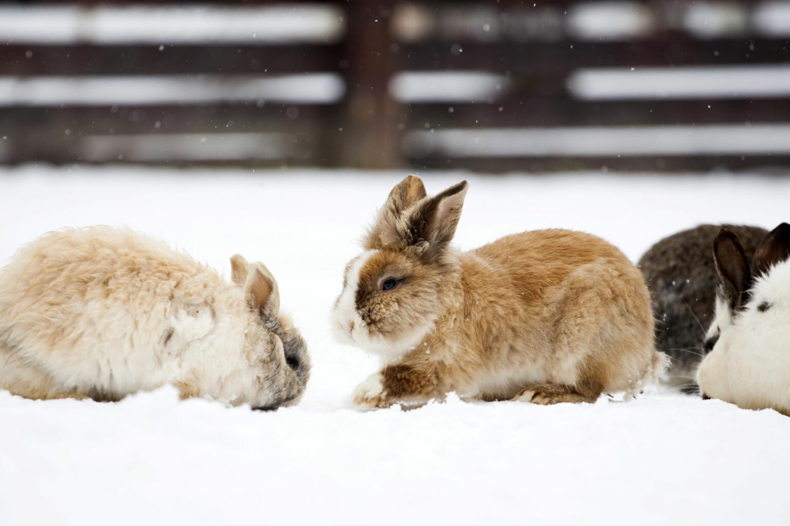 Keeping Rabbits Outdoors What You Need to Know zooplus