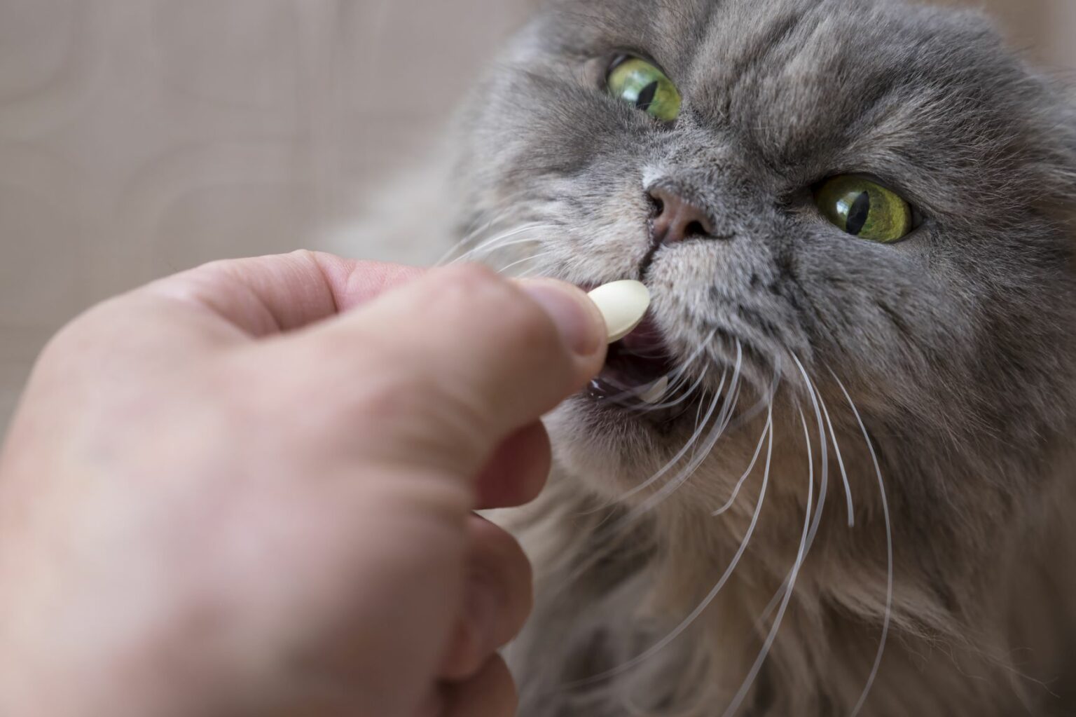 Giving cats tablets Tricks to make it work zooplus Magazine